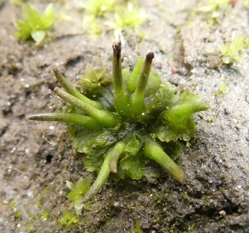 Anthoceros macounii observed 2026-10-01