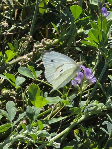 Small White
