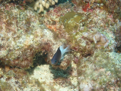 Chromis iomelas observed 2026-09-30