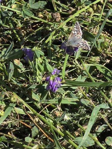 Common Checkered-Skipper