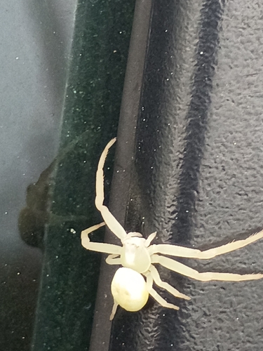Goldenrod Crab Spider