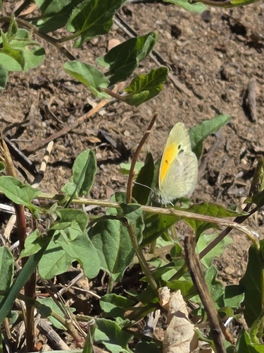 Dainty Sulphur