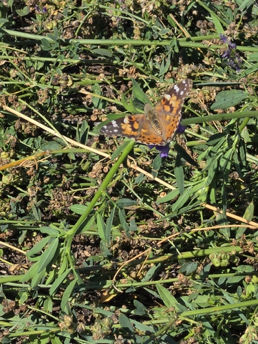 Painted Lady