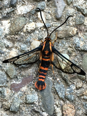 Synanthedon novaroensis