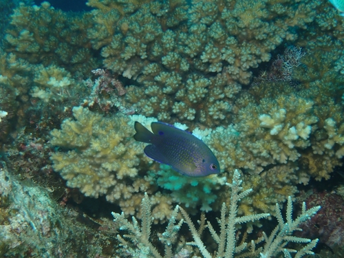 Pomacentrus vaiuli observed 2026-09-30