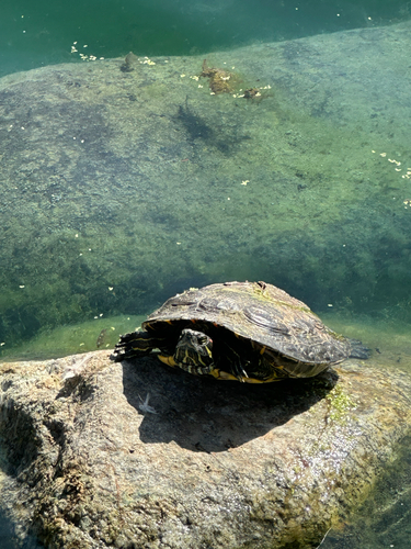 Red-eared Slider
