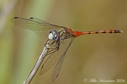 Blue-faced Meadowhawk