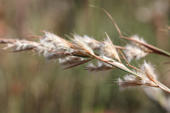 Cymbopogon bombycinus