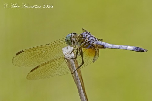 Blue Dasher