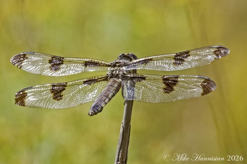 Twelve-spotted Skimmer