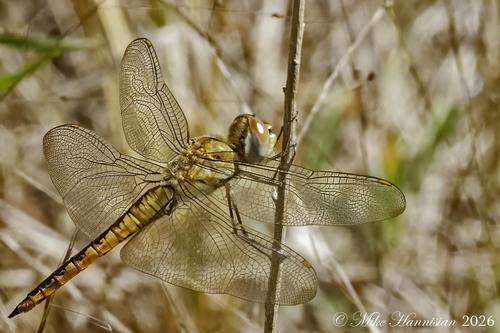 Wandering Glider