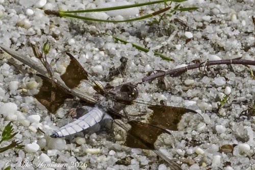 Common Whitetail
