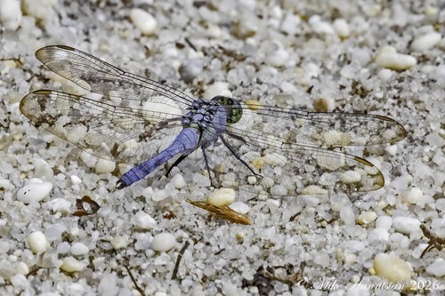 Eastern Pondhawk