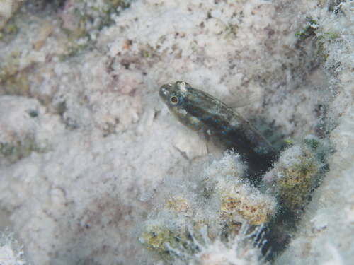 Asterropteryx semipunctata observed 2026-09-30