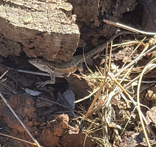 Common Side-blotched Lizard