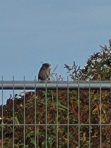 Dunnock