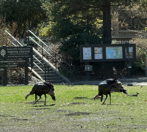 Wild Turkey