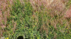 Castilleja minor stenantha