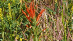 Castilleja minor stenantha
