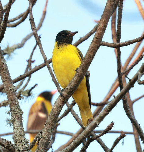 iNaturalist image