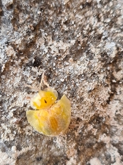 Eurypepla brevilineata