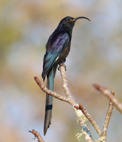 iNaturalist image