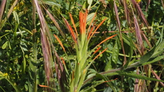 Castilleja minor stenantha