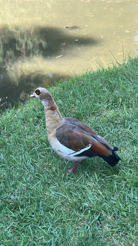 Egyptian Goose