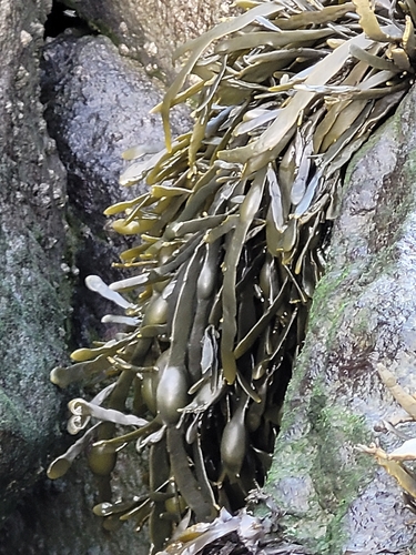 Knotted Wrack