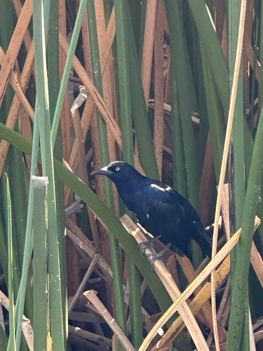 Great-tailed Grackle