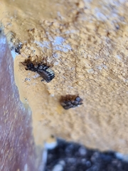 Eurypepla brevilineata