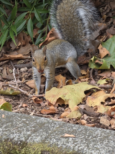 Eastern Gray Squirrel