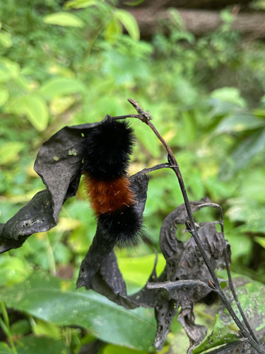 Isabella Tiger Moth