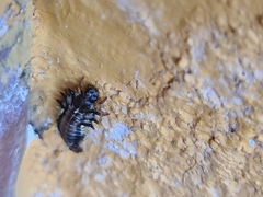 Eurypepla brevilineata
