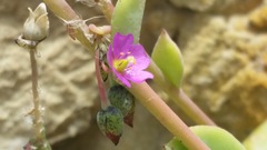 Cistanthe maritima