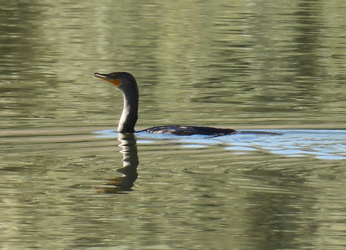 Double-crested Cormorant