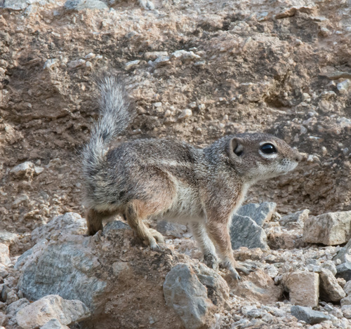 Harris' Antelope Squirrel