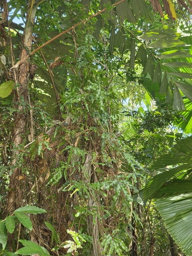 Lygodium reticulatum (Lygodium reticulatum)