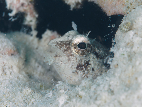 Petroscirtes xestus observed 2026-09-30