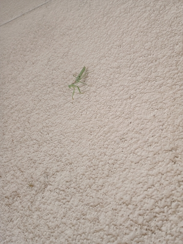 Arizona Mantis