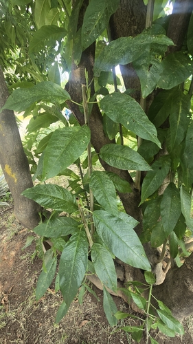 Ipomoea murucoides