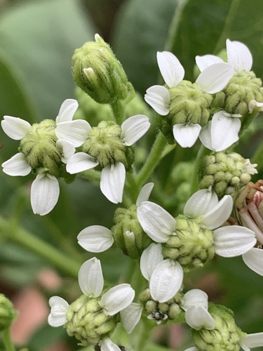 frostweed