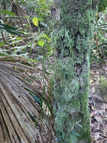 Psilotum complanatum observed 2026-08-28