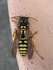 Polistes dominula