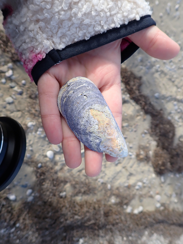 Blue Mussel