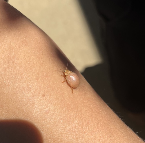 Dotted Paropsine Leaf Beetle