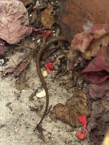Southern Alligator Lizard