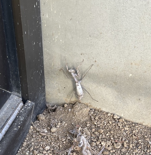 Arizona Mantis