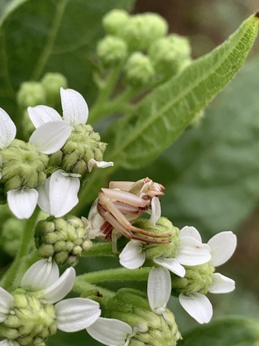 White-banded Crab Spider