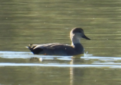Gadwall